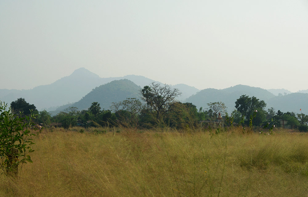 Environment & Tree Planting​